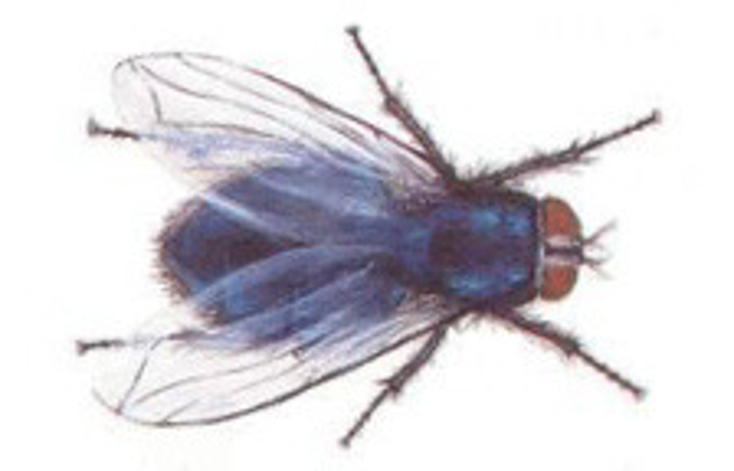 <p>What fly is this?</p>