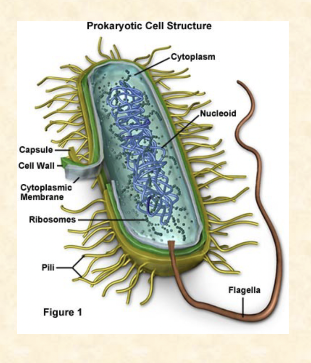 <p>Bacteria that is</p><p>-Unicellular</p><p>-No  interior compartments</p><p>-Cell membrane</p><p>-Cell wall</p><p>- Some are photosynthetic</p><p>-No true organelles</p>