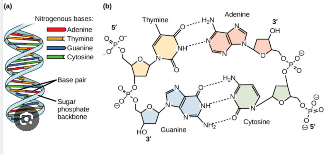 <p>DNA structure</p>
