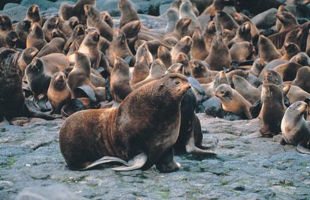 Identify the scientific name of the northern seal lion.