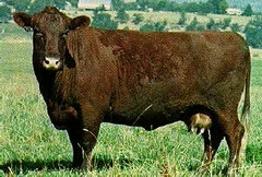 -Originated in ENGLAND
-Chestnut or light to deep red, medium size
-Heat and disease resistant, early maturity, growing calving difficulty amongst offspring with larger sires
-• Coats are short during summer and grow longer for winter