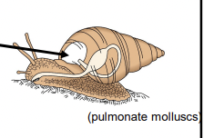 <p>What is used as a lung in land snails and the NZ veined slug?</p>