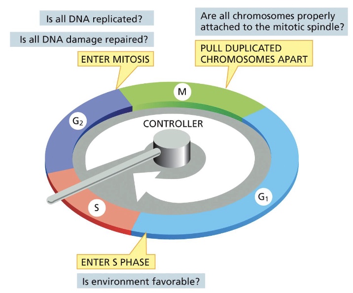 <p>Network of regulatory proteins that govern the orderly progression of a eukaryotic cell through the stages of cell division</p>