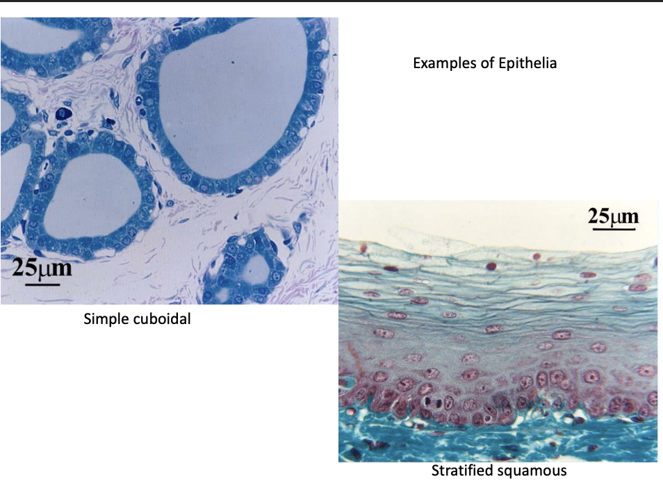 <ol start="4"><li><p>Epithelial tissue</p></li></ol><p></p>
