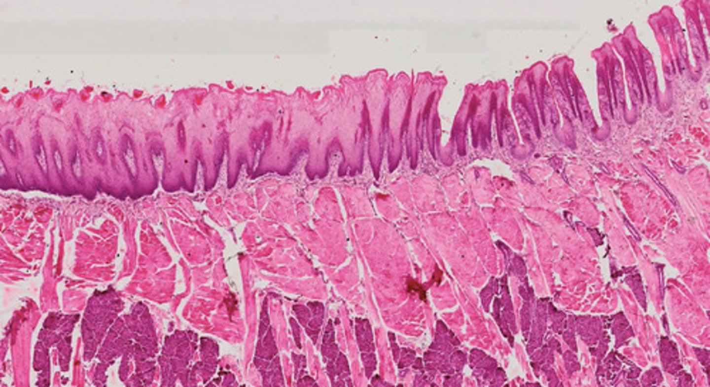 knowt flashcard image