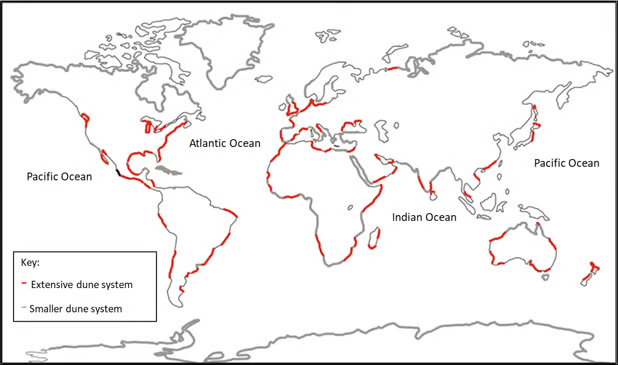 <ul><li><p>Found all around the world</p></li><li><p>They are accumulation of sand, shaped into mounds and ridges by wind</p></li><li><p>Found at back of beach, above max reach of tide</p></li><li><p>Large dunes are less likely in tropical + sub-tropical areas because…</p><ul><li><p>Lower avg. wind speeds</p></li><li><p>Damper sand</p></li></ul></li></ul>