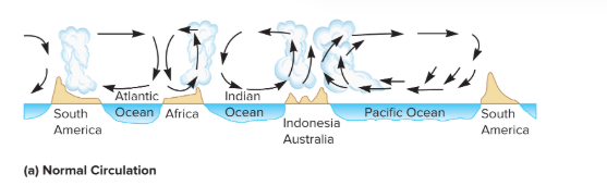 <p>With “normal circulation,” moist air rises over the landmasses, condenses, and falls as rain on eastern South America, eastern Africa, and Indonesia-Australia.</p>