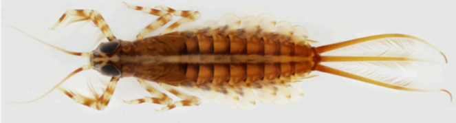 <ul><li><p>'Brush-legged Mayflies'.</p></li><li><p>Exhibit a minnow-like body shape that is long and ovular.</p></li><li><p>Have feathery gills that spread laterally and long spines adorning the forelegs.</p></li></ul><p></p>