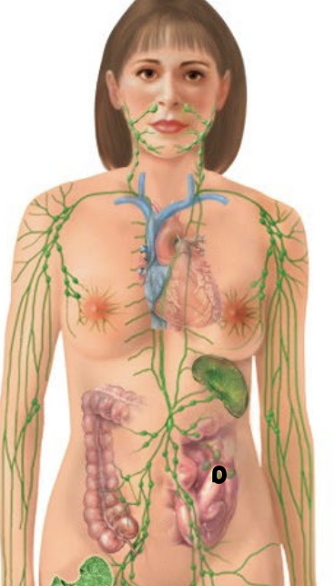 <p>Clusters of lymphoid tissue found in the intestines that help in immune response.</p>