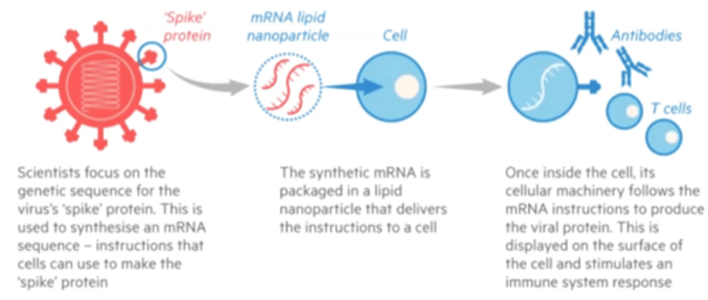 <p>mRNA from virus placed into lipid nanoparticle which delievers the mRNA to body cells</p>