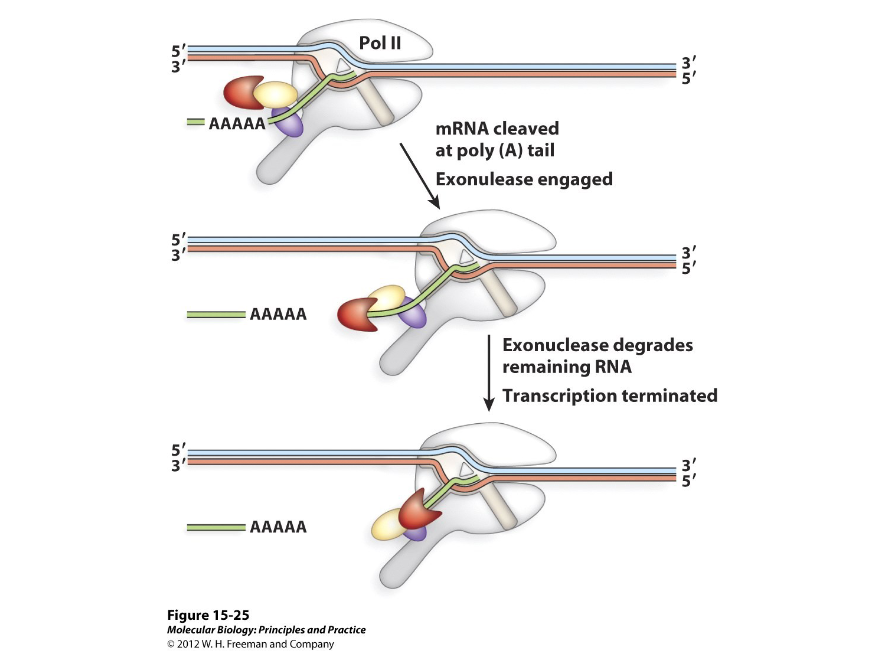 <p>In termination, an enzyme recognizes an ( ) RNA fragment left after cleavage and degrades the RNA from 5’ to 3’.</p>