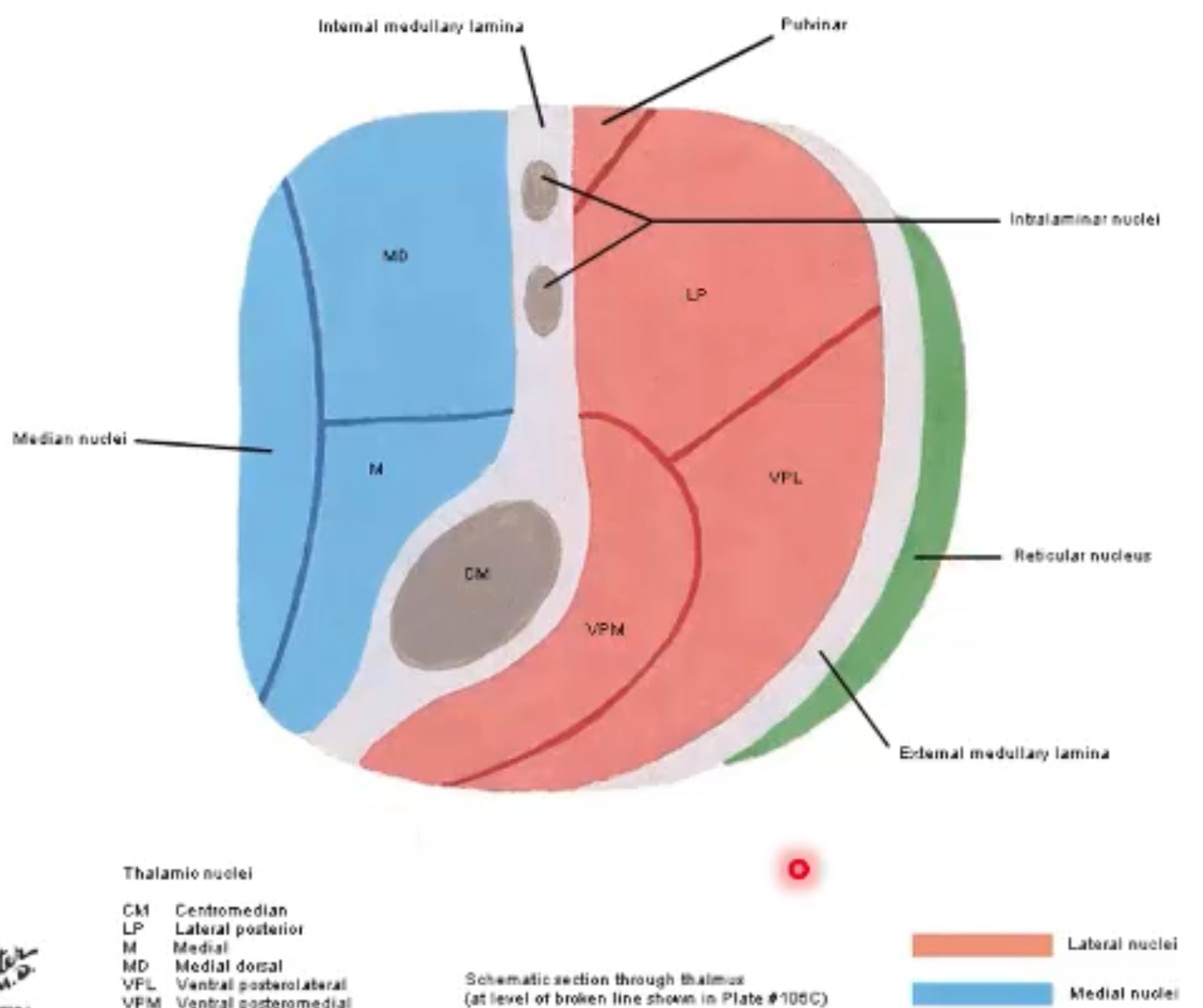 <p>medial thalamus:</p><p>intralaminar thalamic nuclei (centromedian)</p><p>medial dorsal nuclei</p><p>anterior nuclei </p><p>project to anterior cingulate cortex (ACC) and orbitofrontal cortex and insula</p>