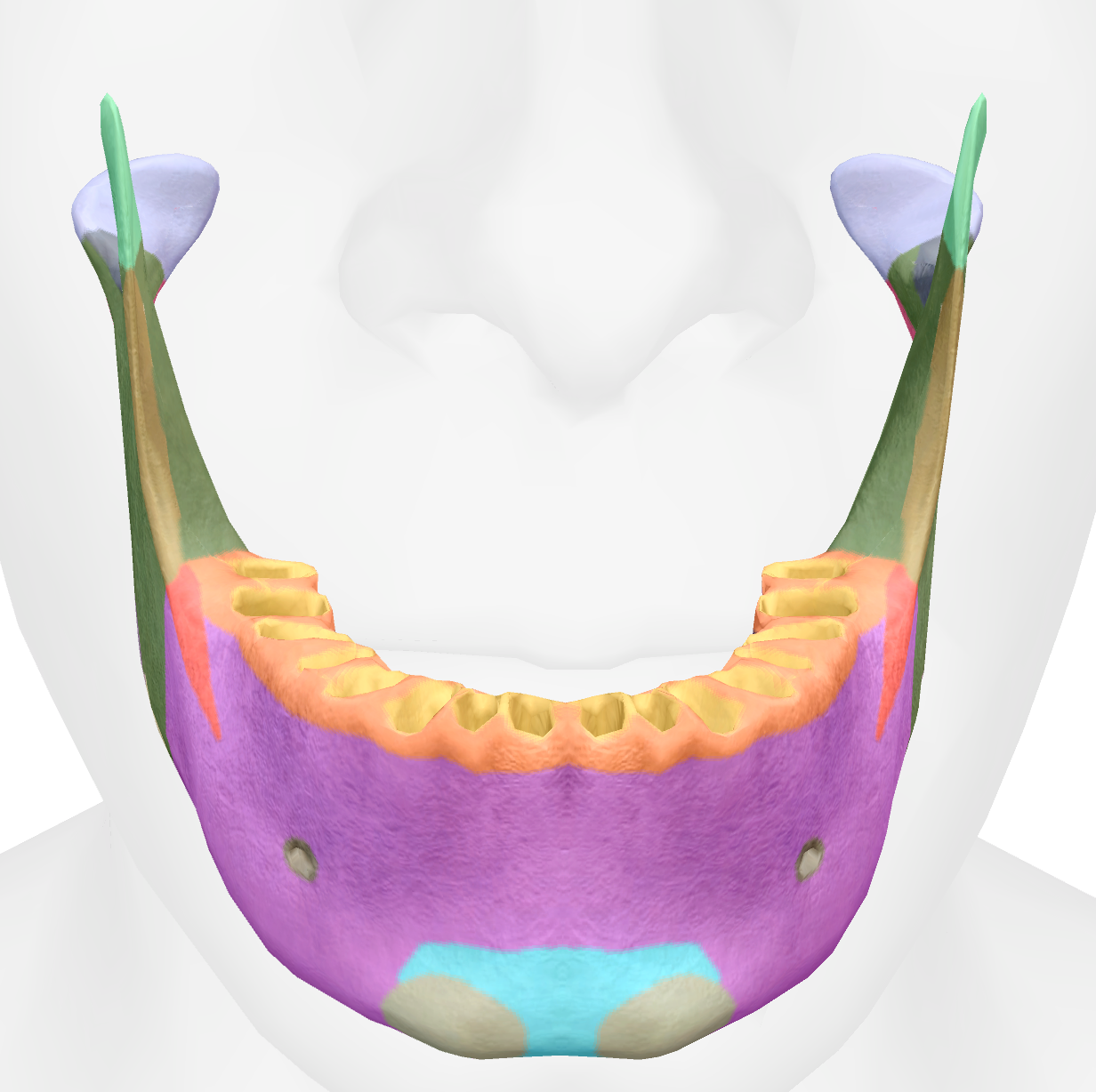 <p>top point off the triangle projection of the mandible </p>
