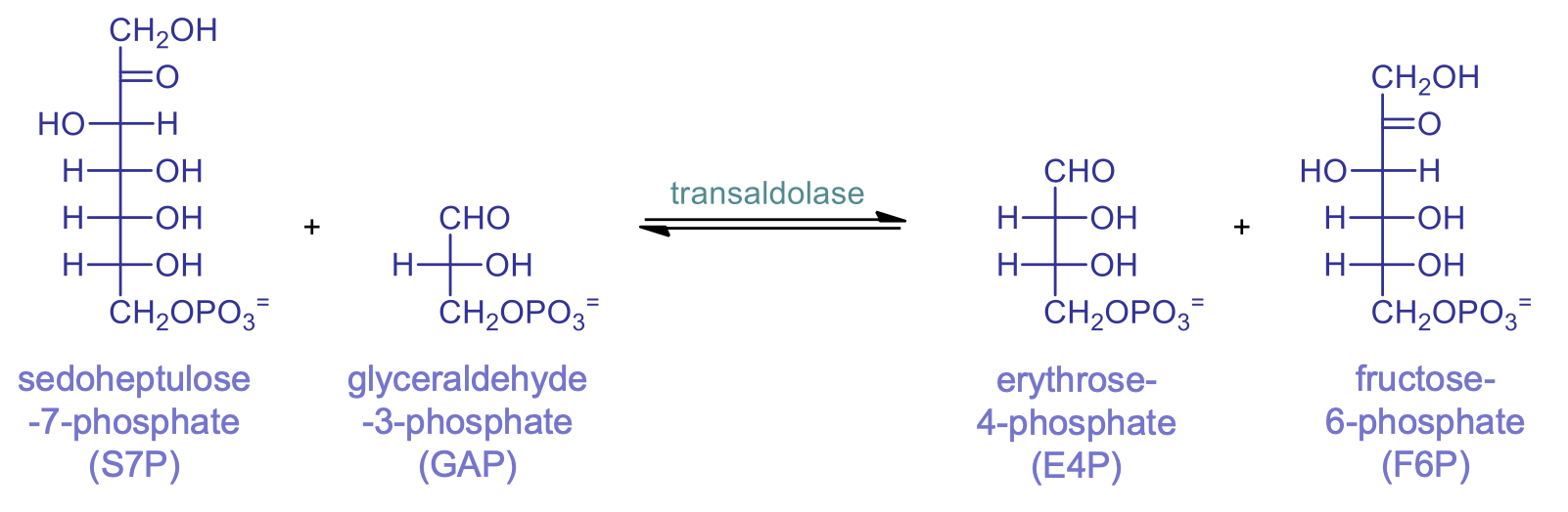 <ul><li><p>E4P and F6P are made. E4P stays in the pentose phosphate pathway and F6P enters glycolysis</p></li><li><p>bond between alpha and beta carbons breaks, 3 carbon unit is transferred to a different aldehyde</p></li></ul>