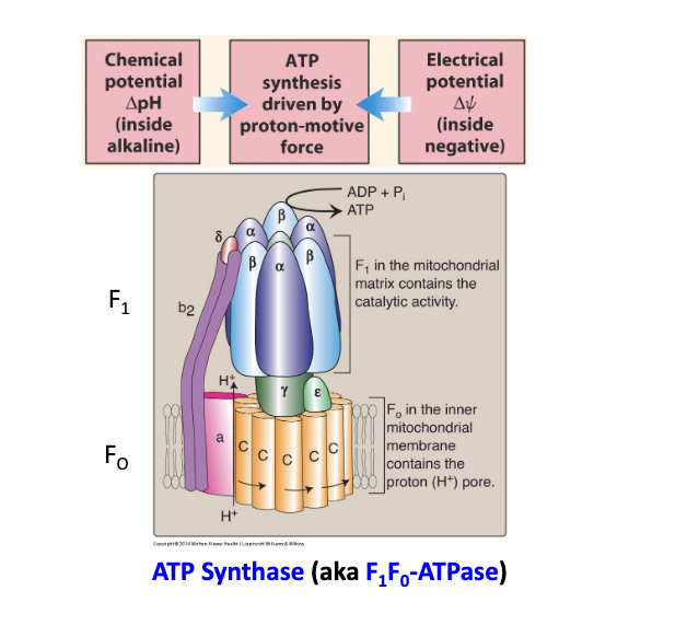 <ul><li><p>the energy stored in a <strong>H+ ion gradient</strong> across the <u>inner mitochondrial membrane</u> is used to synthesize ATP</p></li><li><p>the H+ gradient is referred to as <strong>proton-motive force</strong> highlighting its capacity to do work</p></li><li><p>some energy is lose as <strong>heat</strong> → <strong>plays role in maintaining body temp</strong></p></li><li><p>diagram</p><ul><li><p>F<sub>1</sub> = in the mitochondrial matrix contains the catalytic activity</p></li><li><p>F<sub>o</sub> = in the inner mitochondrial membrane contains the H+ pore</p></li><li><p>chemical potential inside matrix = alkaline</p></li><li><p>electrical potential inside matrix = negative</p></li></ul></li></ul><p></p>