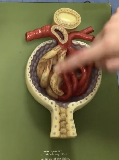 <p>Description: Capillary network within the renal corpuscle</p><p>Function: Site of glomerular filtration, produces filtrate</p>