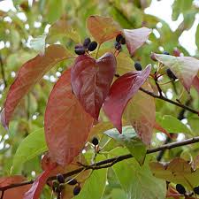 <p><span>Nyssa sylvatica / Black Gum</span></p>