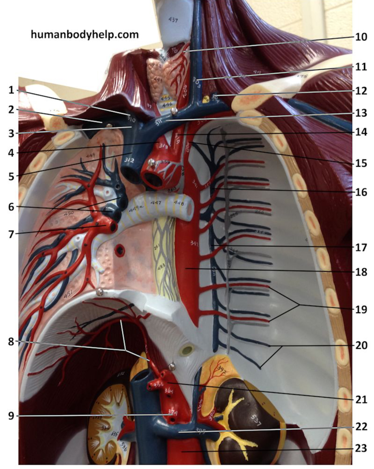 <p>What is the artery labeled #9?</p>