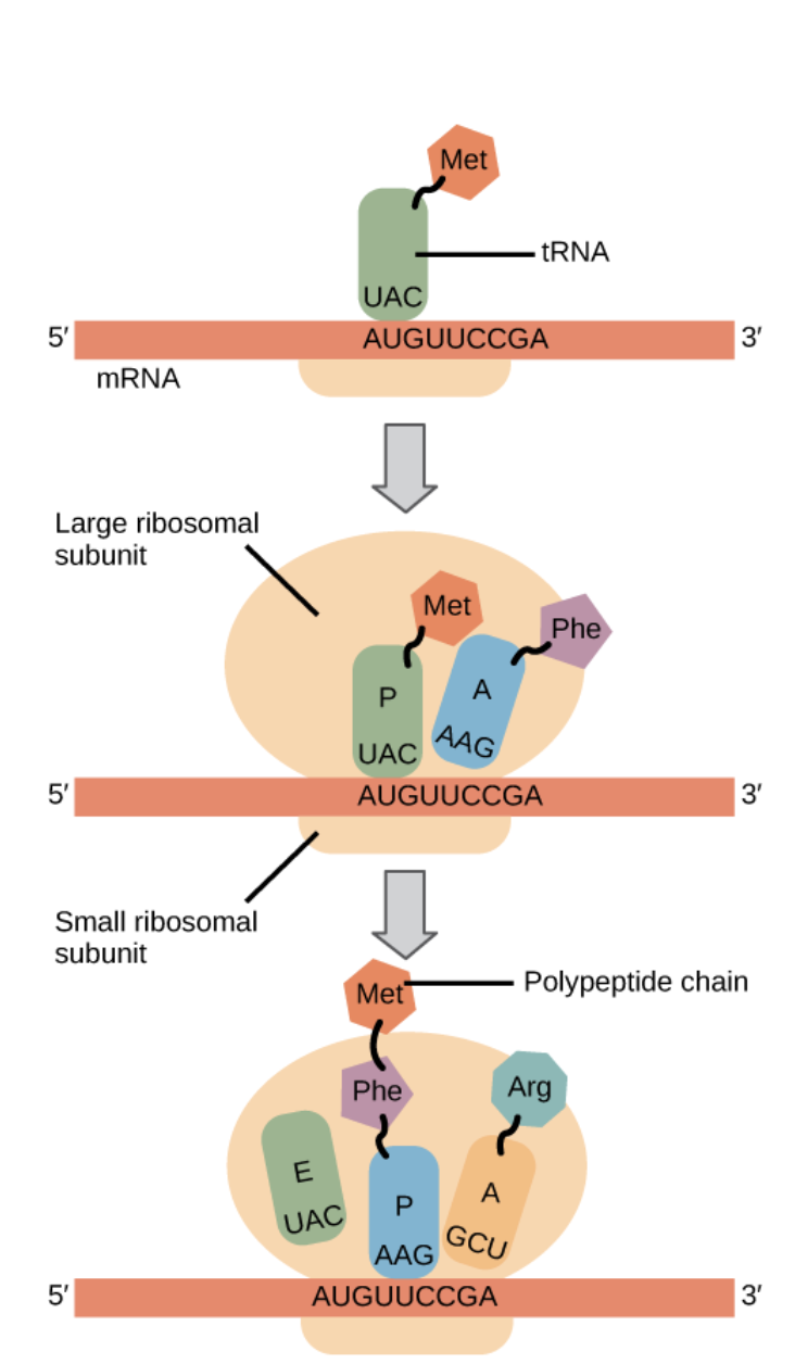 <ul><li><p><span style="background-color: transparent;"><span>A new tRNA, with its amino acid bound, enters the A site depending on its complementary anti-codon and the codon of the mRNA. This is assisted by </span><u><span>EF-Tu</span></u></span></p></li><li><p><span style="background-color: transparent;"><span> A peptide bond is formed when the new amino acid is added to the old amino acid and is transferred from the A site to the P site. This is a condensation reaction. The newest amino acid will always be at the bottom.</span></span></p></li></ul><p></p>