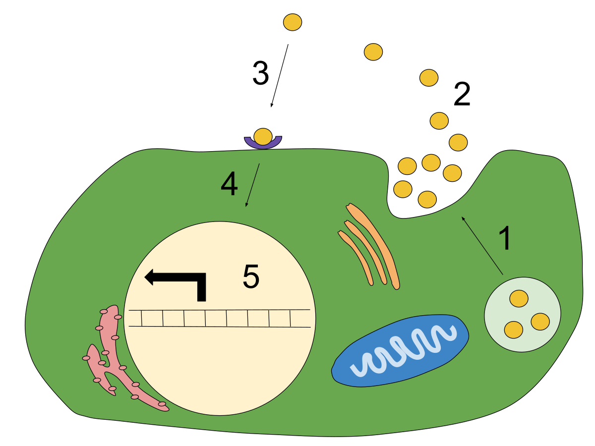 <p>secreted molecules trigger a response in the cells that secrete them</p>