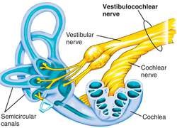 <p>Vestibulocochlear</p><ul><li><p>SENSORY (Balance and Hearing)</p></li><li><p>passes through<strong> internal acoustic meatus</strong></p></li><li><p>stays in inner ear</p></li><li><p>1 branch attaches to cochlea</p></li><li><p>1 branch attaches to semicircular canals</p></li></ul><p></p>