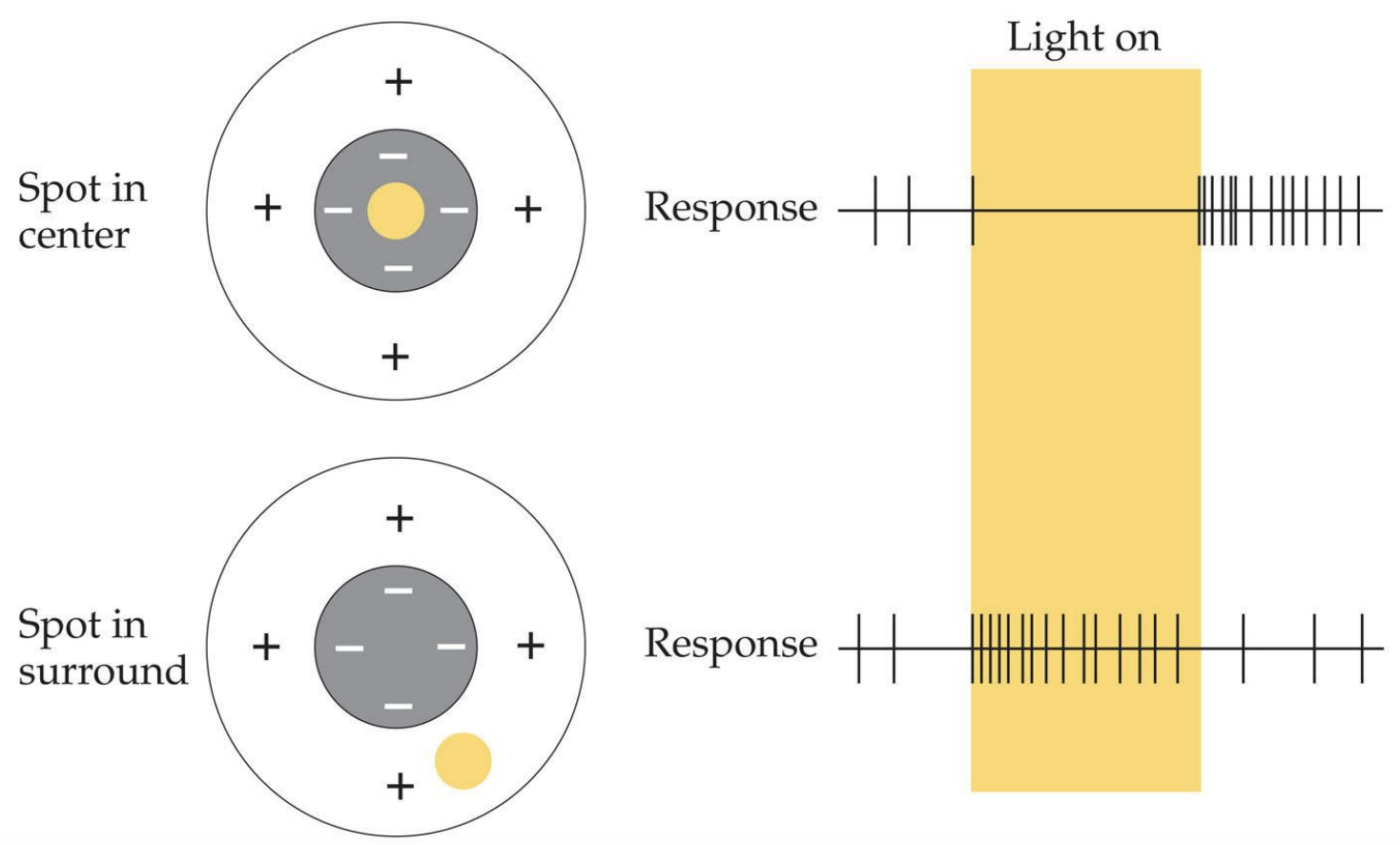 <p>a cell that increases firing in response to a decrease in light intensity in its receptive-field centre - neuron fires more when light hits peripheral of cell, less when it hits the centre</p>