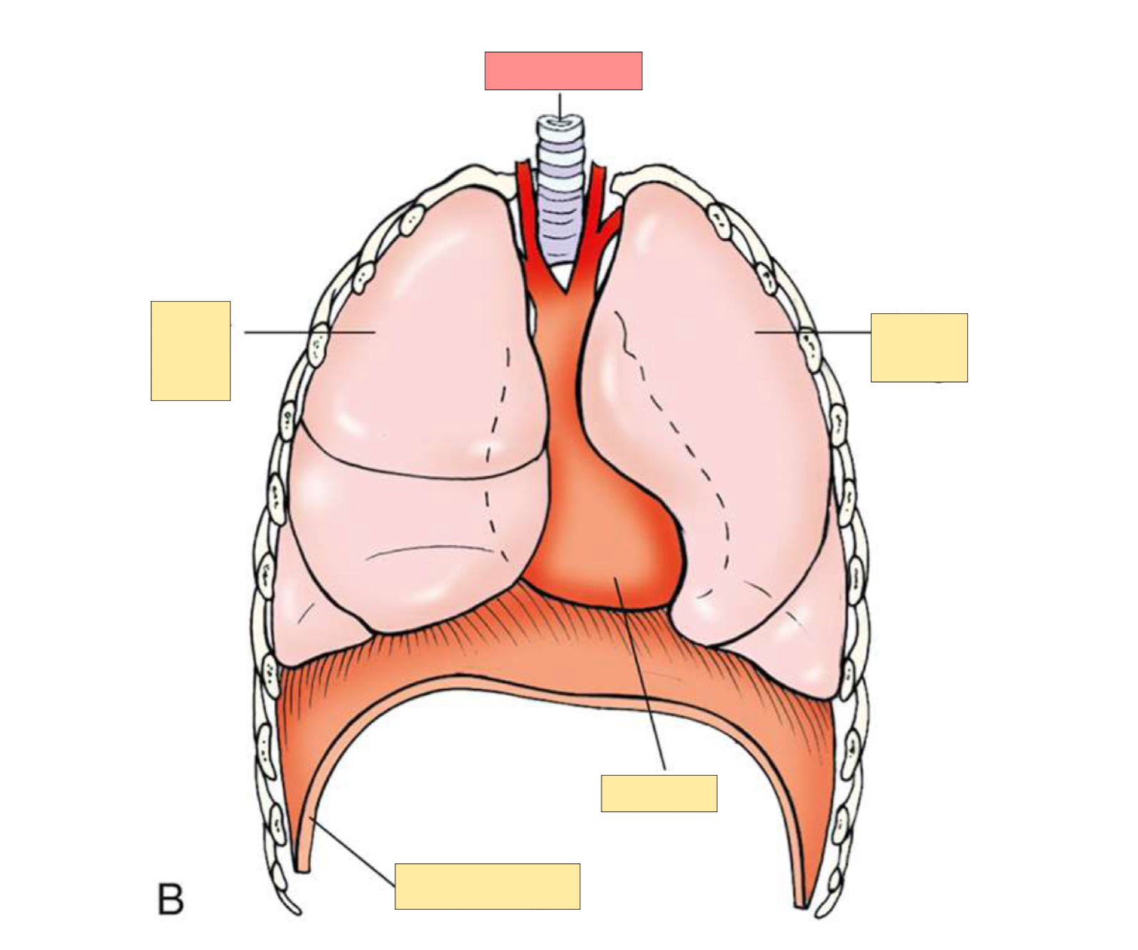 <p>What body part is this?</p>