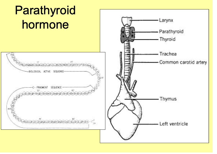 <ul><li><p>circadian rhythm to its release</p></li><li><p>released in pulses</p></li><li><p>glands are innervated by autonomic nerves</p><ul><li><p>→ help to modulate the rhythms</p></li></ul></li></ul><p></p>