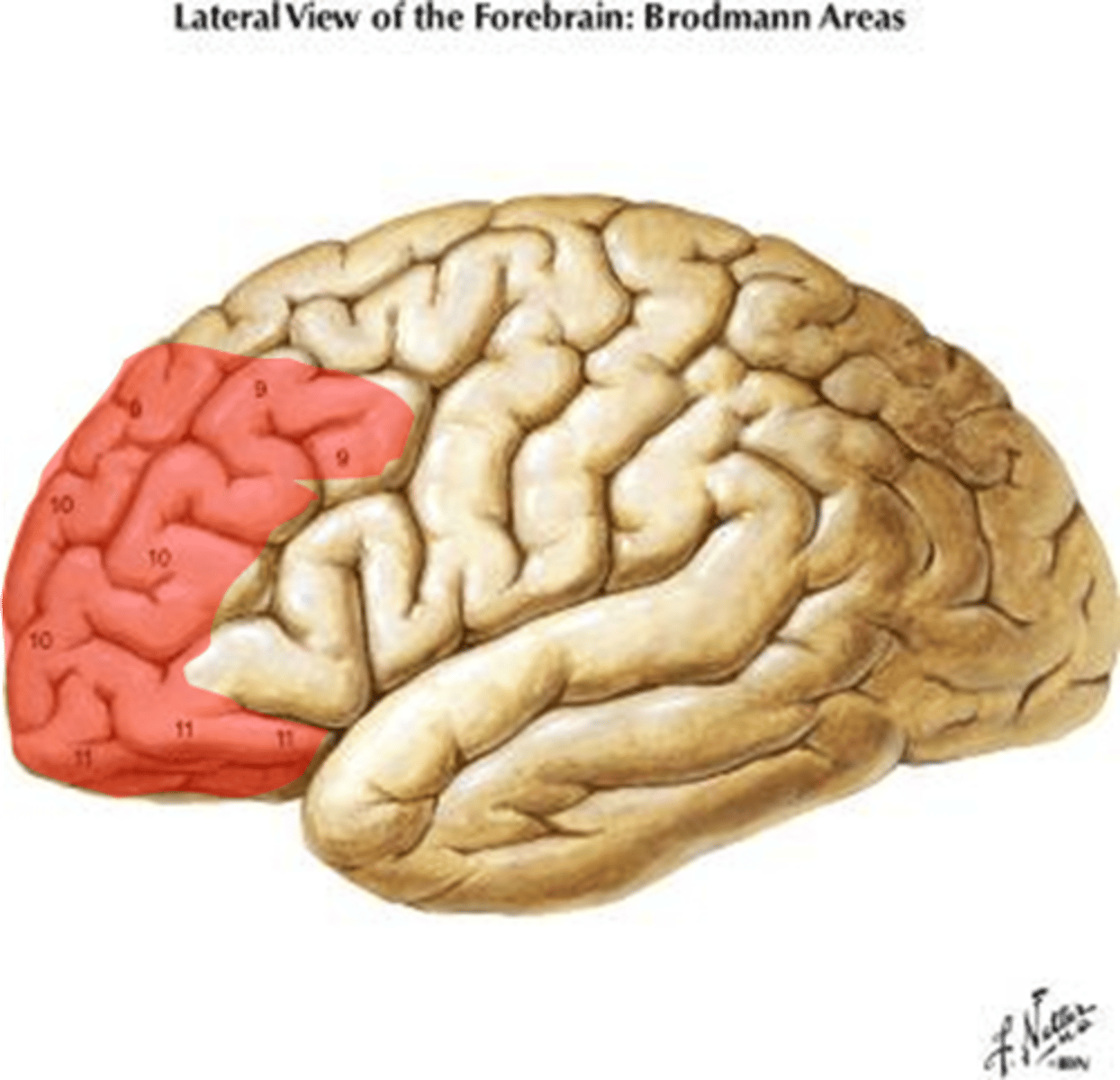 <p>Area of the frontal lobe responsible for language, judgement, and high level thinking. Ex: Making a long-term financial decision for your retirement.</p>