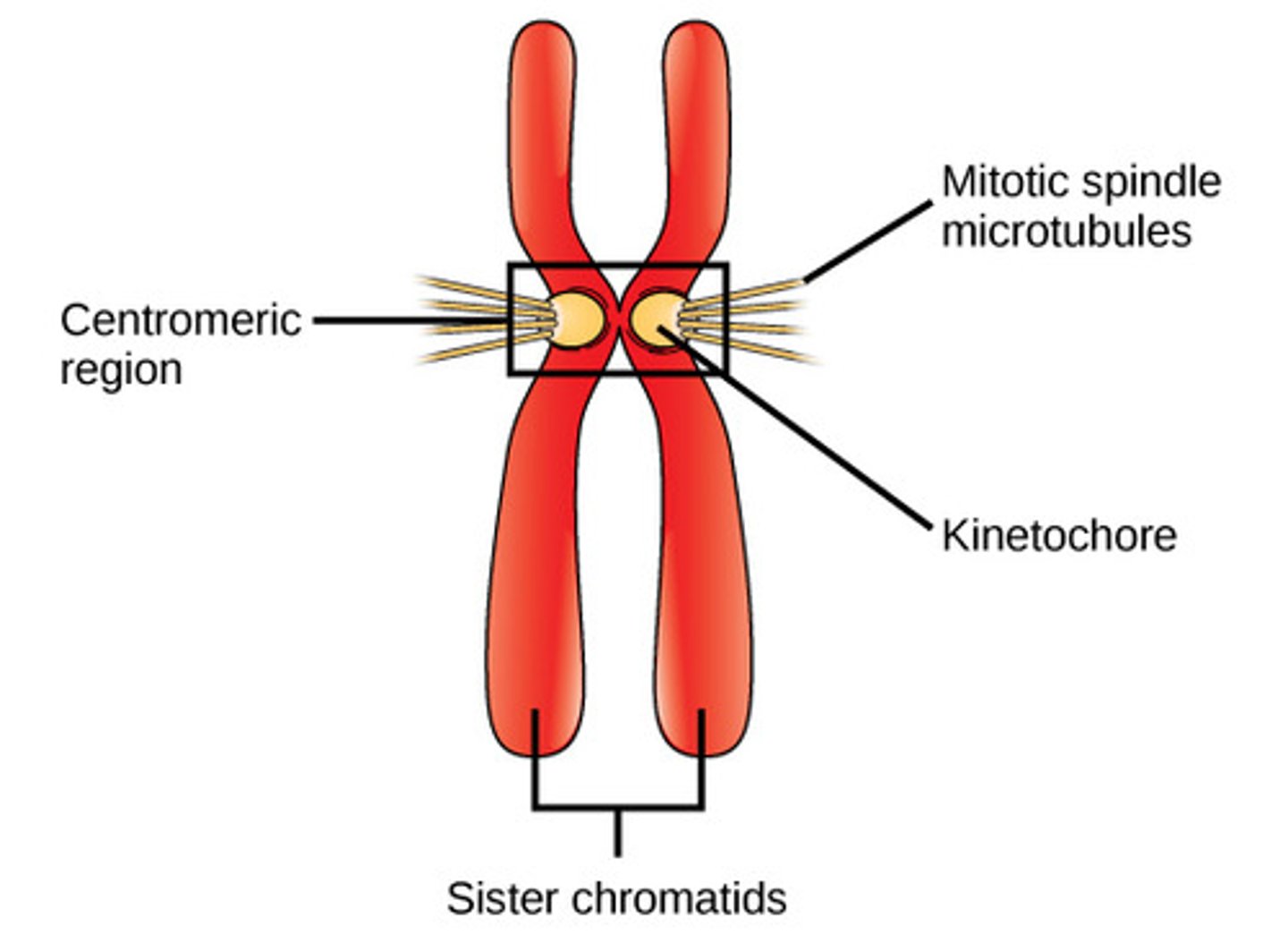 <p>92</p><p>(Note: total chromosomes x 2)</p>