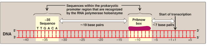 <p>Label this section of the prokaryotic promoter region.</p>