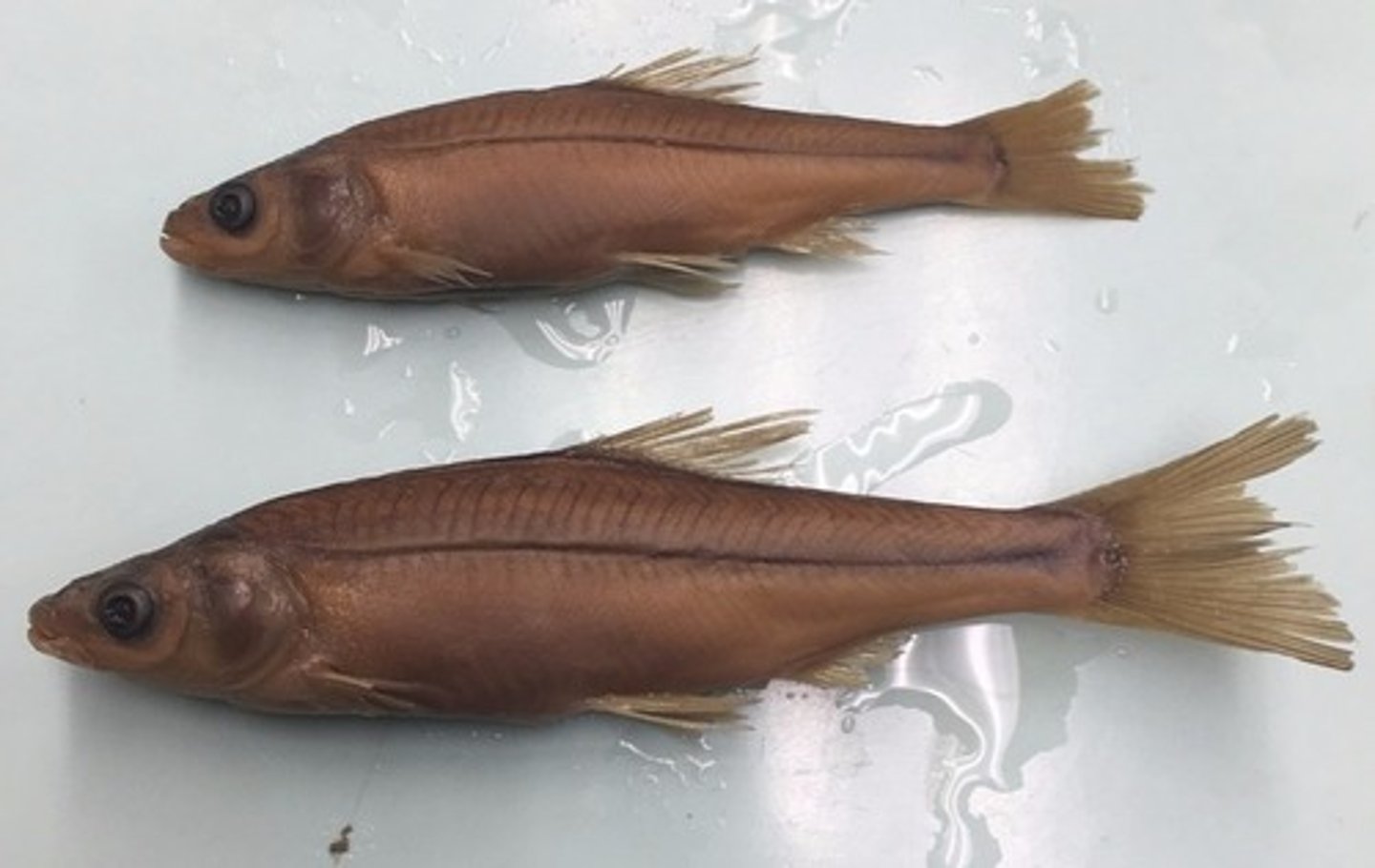 <p>Sacramento blackfish</p><p>-thick dark lateral line running entire with rib looking lines extending</p>