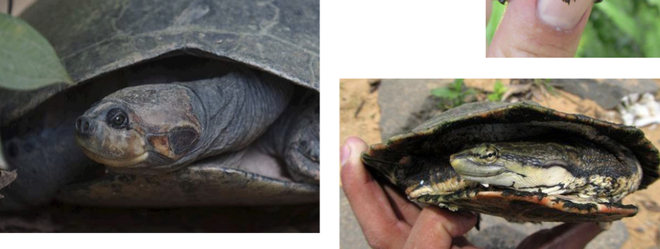 <p>Pleurodira (suborder) - Side-Necked turtles</p>