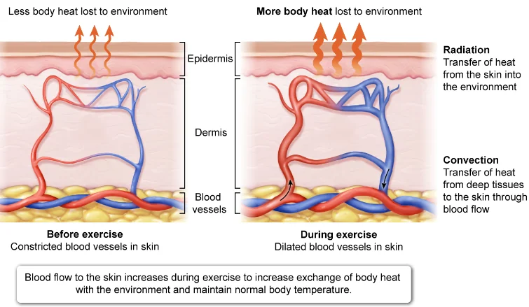 <p>Why is it important for heat transport to be a function of blood? (regarding muscles; obvi it maintains internal temperature)</p>