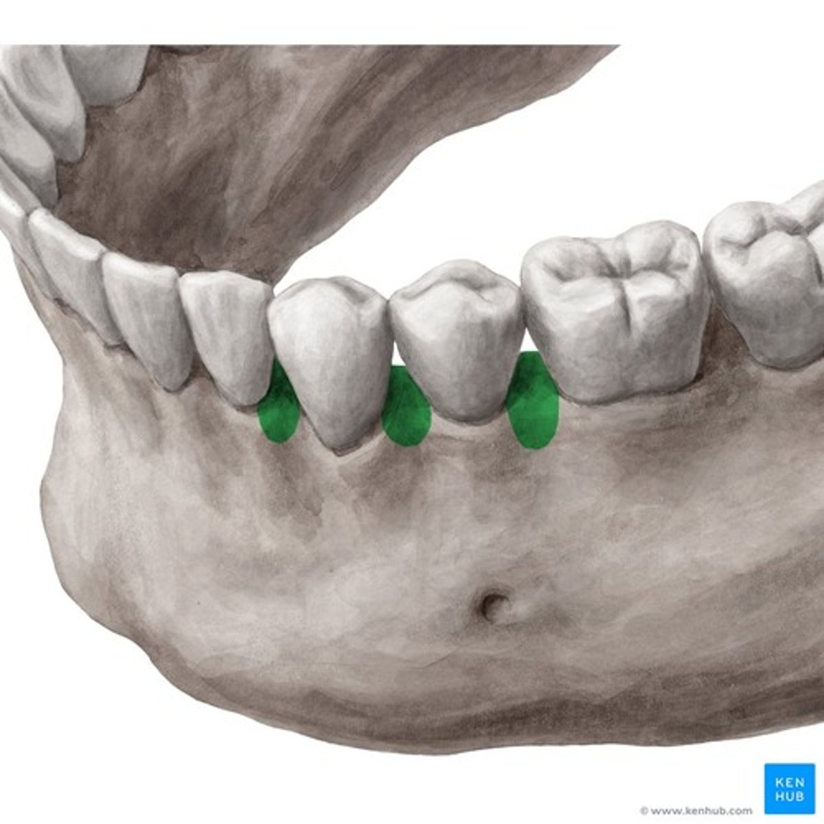 <p>bony partitions separating tooth sockets</p>