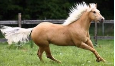 <p>Identify the breed of horse? </p>