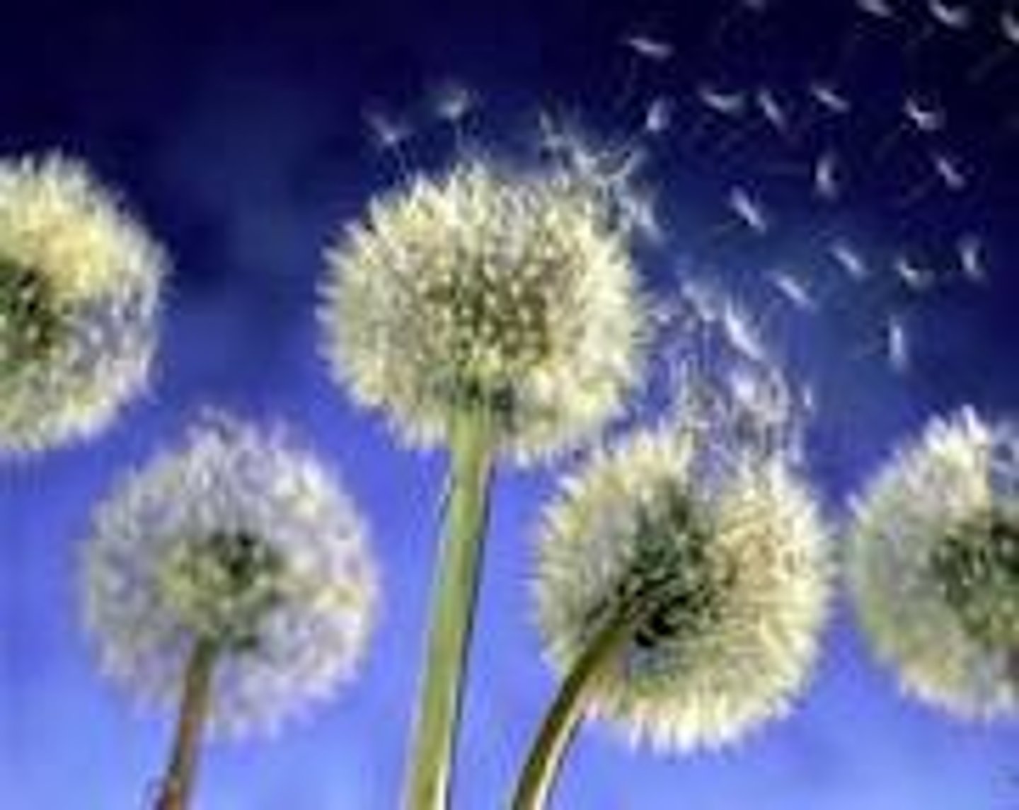 <p>= spread, publish, distribute.</p><p>reo rắc, truyền bá, phổ biến</p>