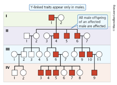 <p>Only appear in males and appear in all generations regardless of dominance</p>