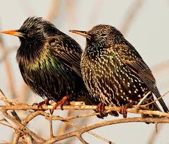 <p>Common name and Family</p>