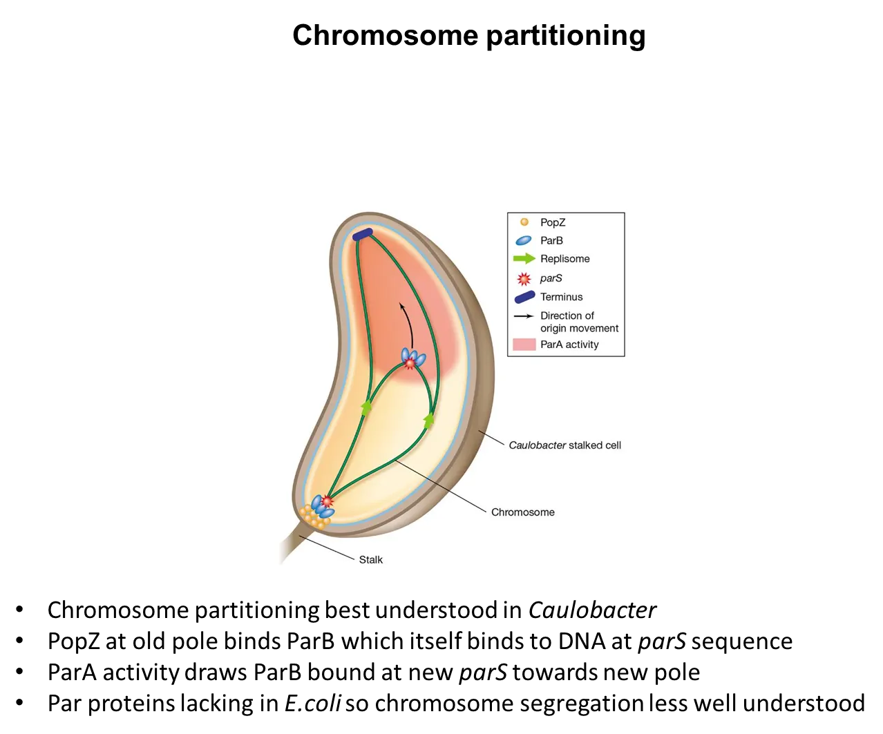 <ul><li><p>the <strong>PopZ </strong>protein found at one pole binds to the <strong>ParB </strong>protein, which binds to the <strong>chromosome </strong>at its <strong>parS </strong>sequence</p></li><li><p><strong>ParA </strong>protein activity at the <strong>opposite pole </strong>draws the <strong>ParB </strong>towards the <strong>new pole</strong></p></li></ul><p></p>