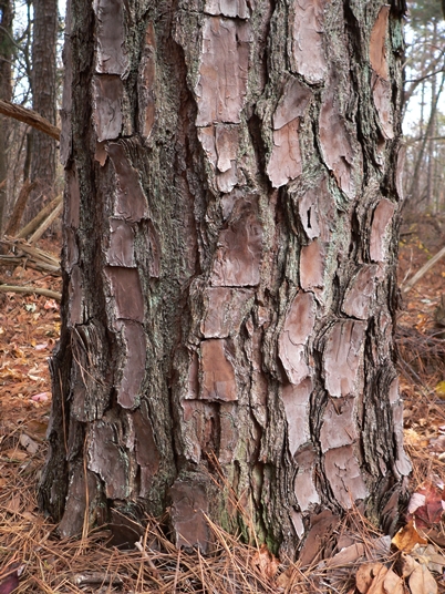 <p>thick giraffe patterned bark, three needles per bundle sheath, long big cone</p>