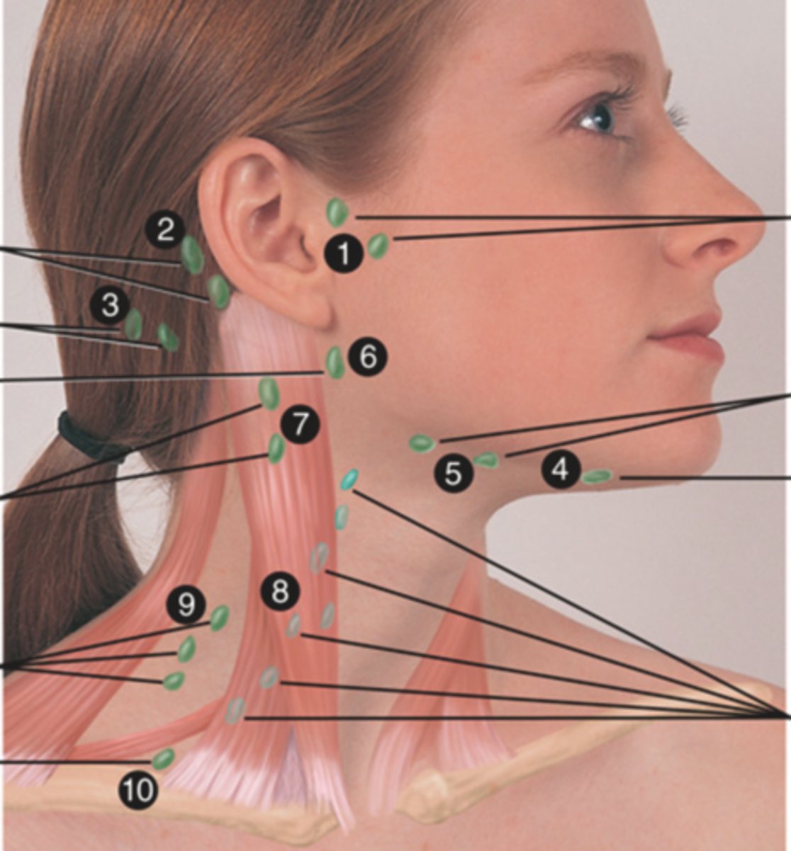 <p>Lymph node in front of the ear (1)</p>