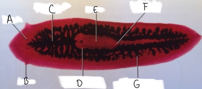 <p>What organism is this? Class and Phyla? Identify the labelled parts below.</p>