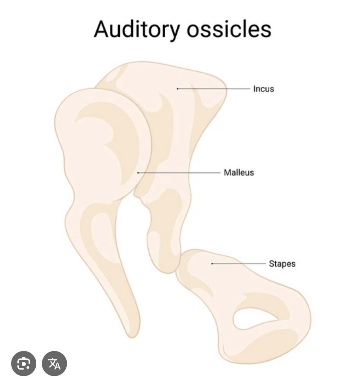 <p>Malleus (left and right)</p>