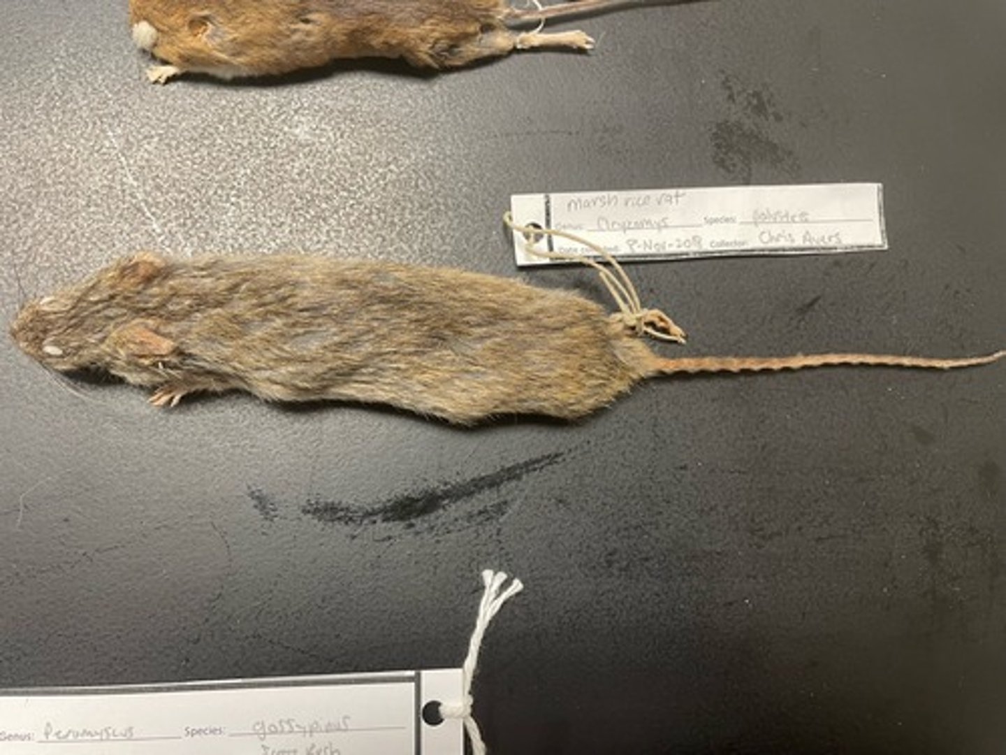 <p>Family: Cricetidae</p><p>Genus & Species: Oryzomys palustris</p>