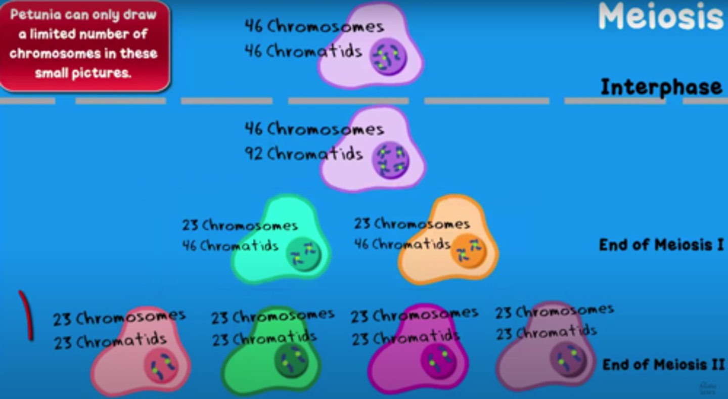 <p>23 chromosomes</p><p>23 chromatids</p><p>(Note: 4 haploid cells</p><p>with these numbers)</p>