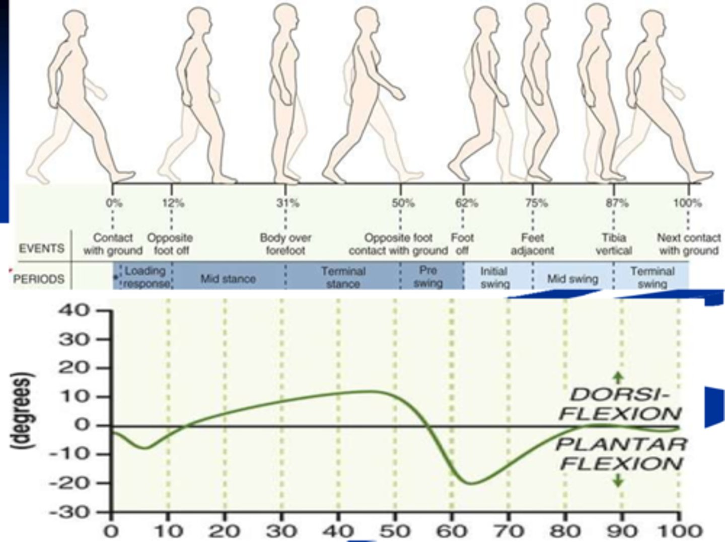 <p>heel contact: slight plantar flexion</p><p>-eccentrically controlled descent of foot to flat on ground</p><p>stance: 10 deg dorsiflexion needed</p><p>toe off: 20 deg plantarflexion</p>