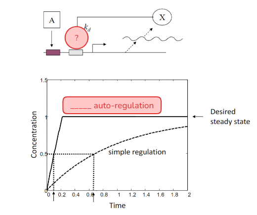 <p>Which type of auto-regulation is shown here?</p>