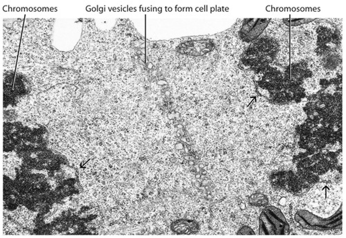 <p>The new cell wall, middle lamellae, and plasmalemma form from the center out, controlled by the phragmoplast.</p>