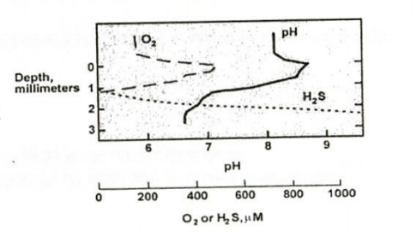 <p>Match the depth to the correct microorganism based on microelectrode measurements of a sediment sample.</p><p></p><ol><li><p><strong>0 mm – 0.5 mm above</strong> ________</p></li><li><p><strong>0 – 0.5 mm below</strong> ________</p></li><li><p><strong>0.5 – 1 mm below</strong> ________</p></li><li><p><strong>1 – 3 mm below</strong> ________</p></li></ol><p><strong>Organisms:</strong><br>a) Chemoorganotroph<br>b) Oxygenic phototroph<br>c) Sulfur Oxidizing Bacteria<br>d) Sulfate Reducing Bacteria</p>